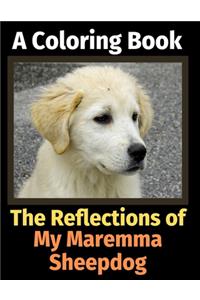 The Reflections of My Maremma Sheepdog