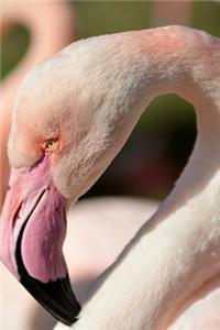 Flamingo Notebook - Journal Gift for Cute Animal Lovers