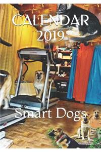 Calendar 2019: Smart Dogs. Funny Cats. and More