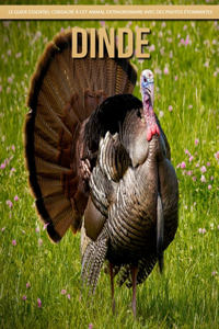 Dinde