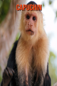 Capuchin