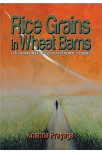 Rice Grains in Wheat Barns
