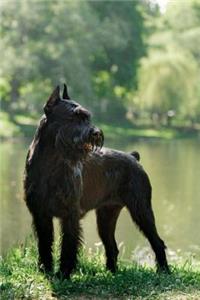 Giant Schnauzer