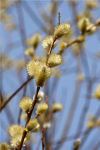 Pussy Willow in Spring Journal