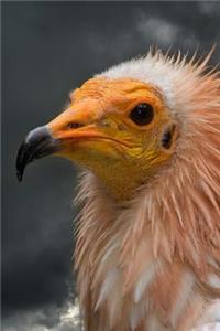 Egyptian Vulture Journal