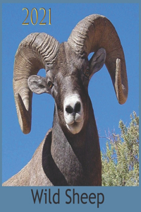 Wild Sheep