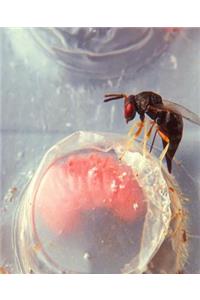 Insect School Composition Book Wasp Boll Weevil Larva Entomology