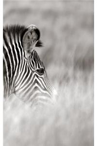 Alive! zebra stripes - Black and white - Photo Art Notebooks (5 x 8 series)