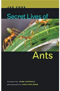 Secret Lives of Ants