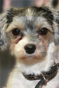 The Biewer Terrier Dog Journal