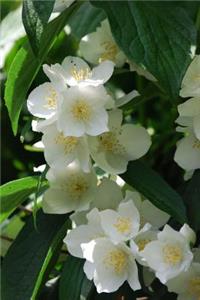 Idaho State Flower - Syringa Journal