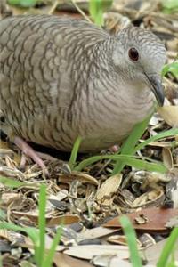 Inca Dove Journal: 150 Page Lined Notebook/Diary