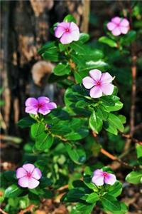 Pink Periwinkle Flower Journal