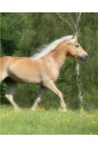 Haflinger