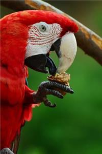 Scarlet Macaw Eating a Snack Journal