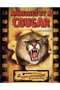 Ambushed by a Cougar