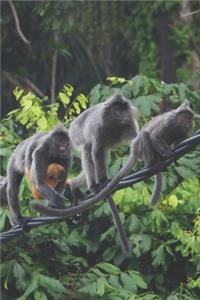 Affe