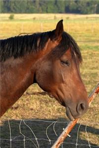 2020 Weekly Planner Horse Photo Equine Bay Horse Fence 134 Pages