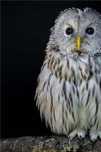 Ural Owl Raptor Journal