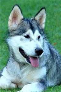 Alaskan Malamute Relaxing in the Grass Journal