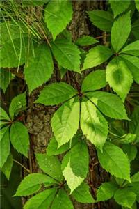 Virginia Creeper (Parthenocissus Quinquefolia) Plant Journal: 150 page lined notebook/diary