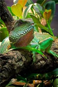 Central Bearded Dragon (Pogona Vitticeps) Agama Lizard Journal