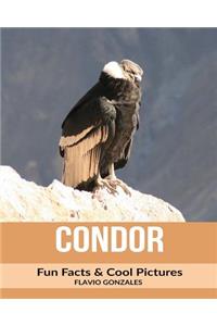 Condor: Fun Facts & Cool Pictures