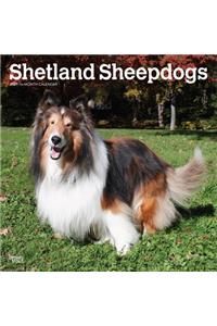 Shetland Sheepdogs 2021 Square
