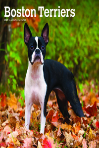 Boston Terriers 2023 Square