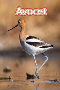 Avocet