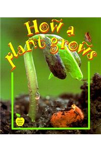 How a Plant Grows