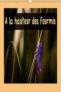 A Hauteur Des Fourmis 2018