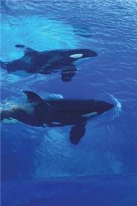 Orca the Killer Whale Swimming Journal