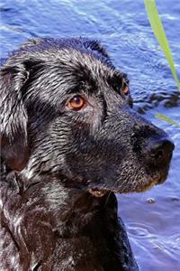 Black Labrador Lab Retreiver in the Water Dog Journal