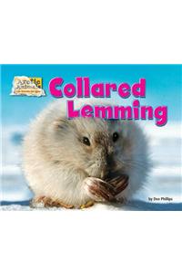 Collared Lemming