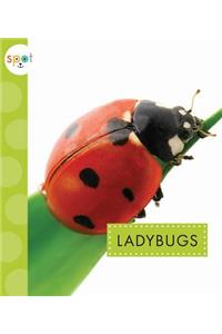 Ladybugs