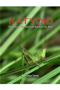 Katydid