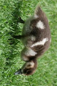 Egyptian Goose Gosling Journal