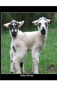 Baby Sheep