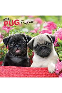 Pug Puppies 2020 Square