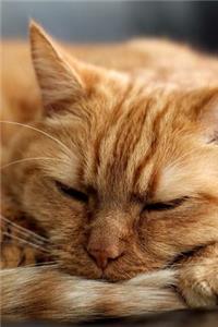 Ginger Cat Curled Up for a Nap Journal