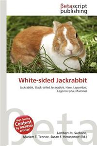 White-Sided Jackrabbit