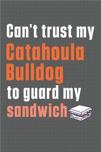 Can't trust my Catahoula Bulldog to guard my sandwich