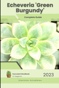 Echeveria 'Green Burgundy'