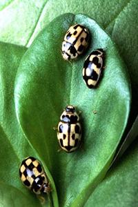 Insect School Composition Book Beetles On Green Leaf Entomology