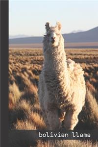 bolivian llama