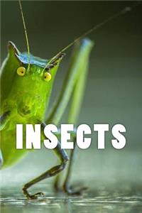 Insects (Journal / Notebook)