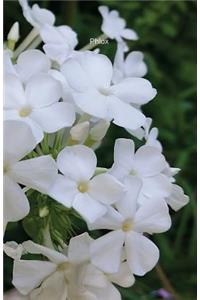 Phlox