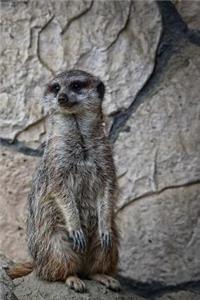 Meerkat