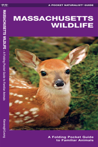 Massachusetts Wildlife